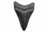 Serrated, Fossil Megalodon Tooth - South Carolina #370466-1
